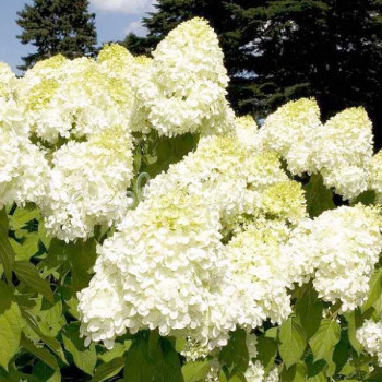 Гортензия метельчатая Hercules (Геркулес)