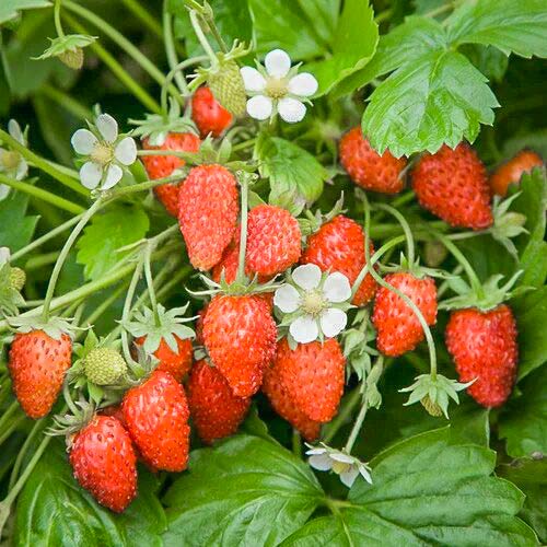 Клубника (мелкоплодная) Барон Солемахер (5 шт.)