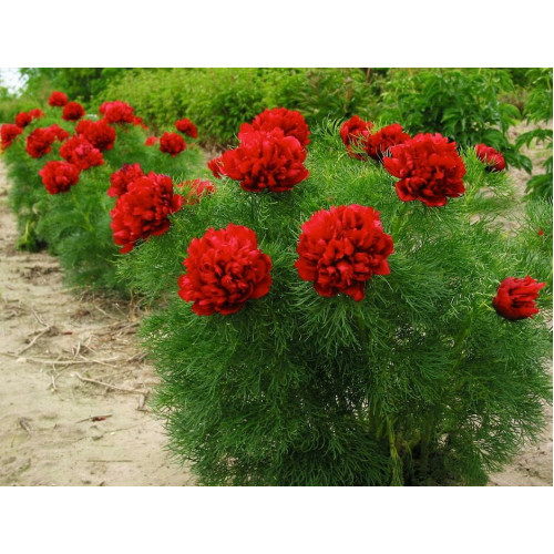 Пион Tenuifolia Rubra Plena (Тенуфолия Рубра Плена)