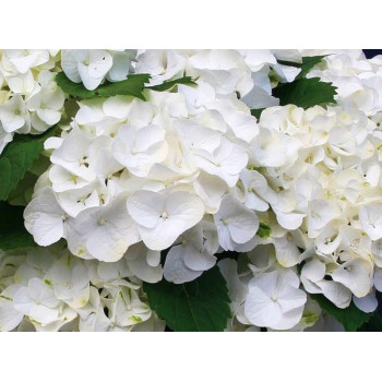 Гортензия крупнолистная Bright White (Брайт Вайт)