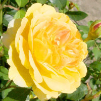 Роза английская кустовая Молинью (Molineux)