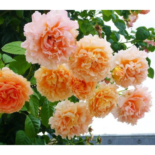 Роза плетистая Полька (Polka)