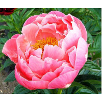 Пион Coral Charm (Корал Шарм)