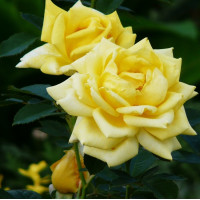 Роза чайно-гибридная Berolina