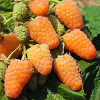 Малина ремонтантная Оранжевое чудо