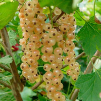 Смородина белая Супер Бланка